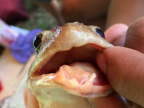 A fanged frog of the genus Limnonectes. Image credit: University of Kansas.