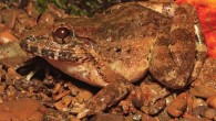 Adult female of the Mindoro fanged frog (Limnonectes beloncioi). Image credit: S.L. Travers.