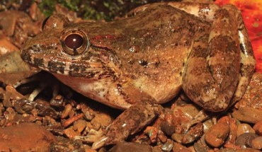 Adult female of the Mindoro fanged frog (Limnonectes beloncioi). Image credit: S.L. Travers.