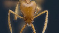 Head of Strumigenys ayersthey in full-face view. Image credit: Booher & Hoenle, doi: 10.3897/zookeys.1036.62034.