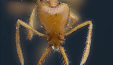 Head of Strumigenys ayersthey in full-face view. Image credit: Booher & Hoenle, doi: 10.3897/zookeys.1036.62034.