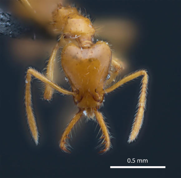 Head of Strumigenys ayersthey in full-face view. Image credit: Booher & Hoenle, doi: 10.3897/zookeys.1036.62034.