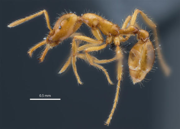 Profile of holotype specimen of Strumigenys ayersthey. Image credit: Booher & Hoenle, doi: 10.3897/zookeys.1036.62034.