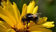 The buff-tailed bumblebees (Bombus terrestris). Image credit: Leona B.