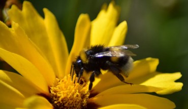 The buff-tailed bumblebees (Bombus terrestris). Image credit: Leona B.