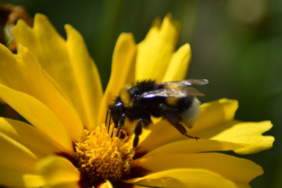 The buff-tailed bumblebees (Bombus terrestris). Image credit: Leona B.