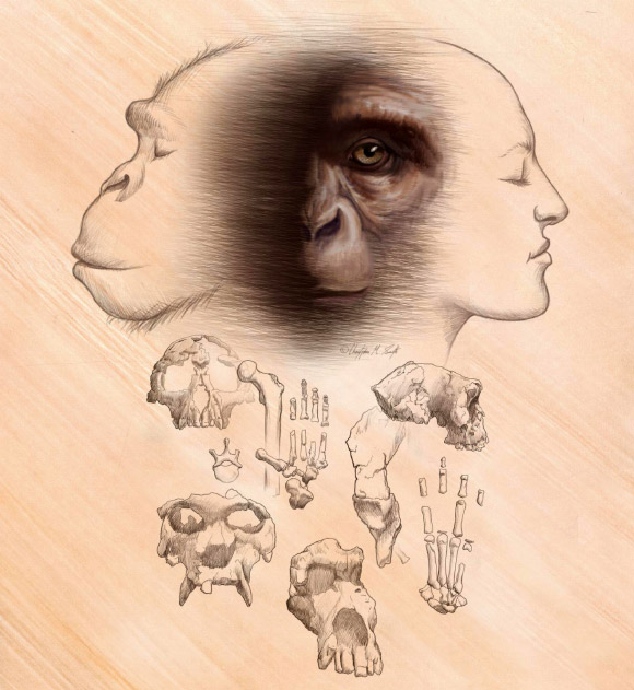 The last common ancestor of chimpanzees and humans represents the starting point of human and chimpanzee evolution. Image credit: Christopher M. Smith.