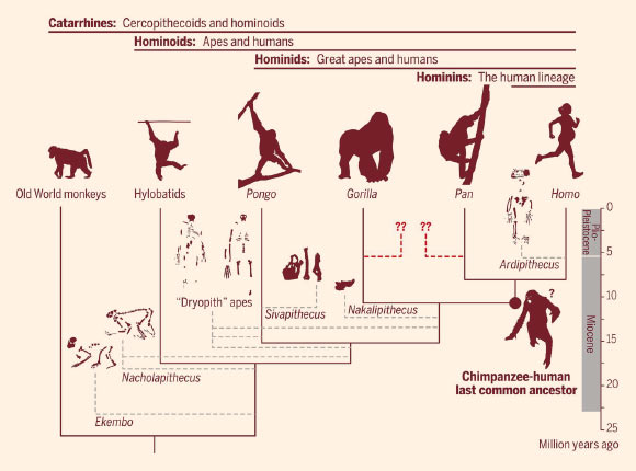 The evolutionary history of apes and humans is largely incomplete: whereas the phylogenetic relationships among living species can be retrieved using genetic data, the position of most extinct species remains contentious; surprisingly, complete-enough fossils that can be attributed to the gorilla and chimpanzee lineages remain to be discovered; assuming different positions of available fossil apes -- or ignoring them owing to uncertainty -- markedly affects reconstructions of key ancestral nodes, such as that of the chimpanzee-human last common ancestor. Image credit: Almécija et al., doi: 10.1126/science.abb4363.