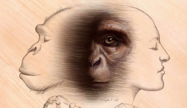 The last common ancestor of chimpanzees and humans represents the starting point of human and chimpanzee evolution. Image credit: Christopher M. Smith.