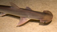The bonnethead (Sphyrna tiburo). Image credit: Tony Hisgett / CC BY 2.0.