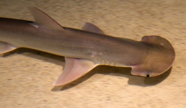The bonnethead (Sphyrna tiburo). Image credit: Tony Hisgett / CC BY 2.0.