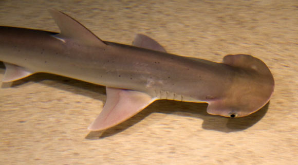 The bonnethead (Sphyrna tiburo). Image credit: Tony Hisgett / CC BY 2.0.