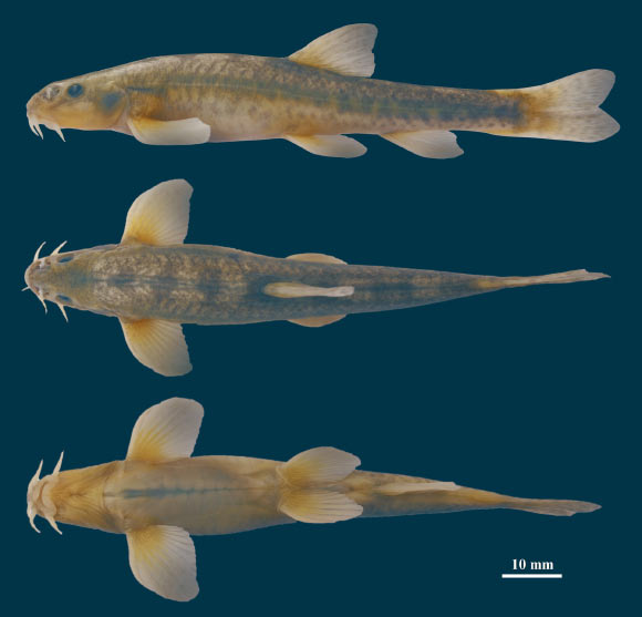 Left lateral, dorsal, and ventral views of the Fergana stone loach (Triplophysa ferganaensis), female, 8.75 cm standard length, Yordon village, Fergana Region, Uzbekistan. Image credit: Sheraliev & Peng, doi: 10.1111/jfb.14764.