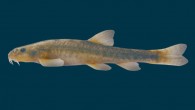 The Fergana stone loach (Triplophysa ferganaensis), female, 8.75 cm standard length, Yordon village, Fergana Region, Uzbekistan. Image credit: Sheraliev & Peng, doi: 10.1111/jfb.14764.