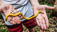 The São Tomé caecilian (Schistometopum thomense). Image credit: Andrew Stanbridge.