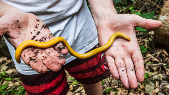 The São Tomé caecilian (Schistometopum thomense). Image credit: Andrew Stanbridge.