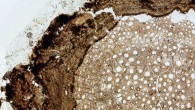 Transverse section of Ampelorhiza heteroxylon. Image credit: Jud et al., doi: 10.1371/journal.pone.0248369.