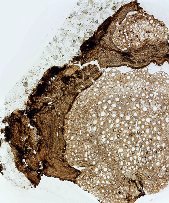 Transverse section of Ampelorhiza heteroxylon. Image credit: Jud et al., doi: 10.1371/journal.pone.0248369.