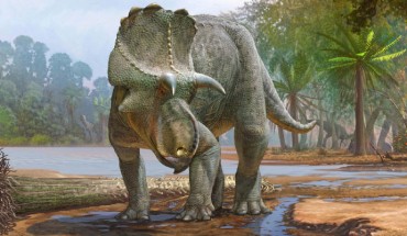 Life reconstruction of Menefeeceratops sealeyi. Image credit: Sergey Krasovskiy.