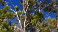 Lemon-scented gum trees (Corymbia citriodora) at the Wagga Wagga Botanic Gardens in Australia. Image credit: Bidgee / CC BY 3.0.