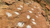 Section of the 58-million-year-old tracksite demonstrating near-vertical tilting of the originally horizontal bedding with three separate trackways made by five-toed mammals walking in parallel. Image credit: Anton Wroblewski.