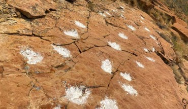 Section of the 58-million-year-old tracksite demonstrating near-vertical tilting of the originally horizontal bedding with three separate trackways made by five-toed mammals walking in parallel. Image credit: Anton Wroblewski.