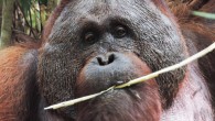 A male Bornean orangutan (Pongo pygmaeus) eating non-fruit vegetation instead of the fruit orangutans prefer on the island of Borneo. Image credit: Kristana Parinters Makur / Tuanan Orangutan Research Project.