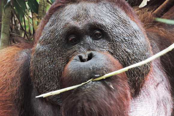 A male Bornean orangutan (Pongo pygmaeus) eating non-fruit vegetation instead of the fruit orangutans prefer on the island of Borneo. Image credit: Kristana Parinters Makur / Tuanan Orangutan Research Project.