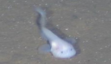 The Yap hadal snailfish. Image credit: Mu et al., doi: 10.1371/journal.pgen.100953.