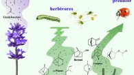 The ecological function of the main volatiles emitted by opening flowers, flower buds, leaves, and stems of the lavender (Lavandula angustifolia): a large proportion of linalool, linalyl acetate, and lavandulyl acetate in opening flowers function as attractants for pollinators; at the flower bud stage, α-pinene, β-pinene, and β-ocimene, etc. provide defense against herbivores and predators; borneol, camphor, 1,8-cineole, camphene, and bornyl acetate are the main compounds in leaves and stems, and are always repellents to pests. Image credit: Li et al., doi: 10.1038/s41438-021-00490-6.
