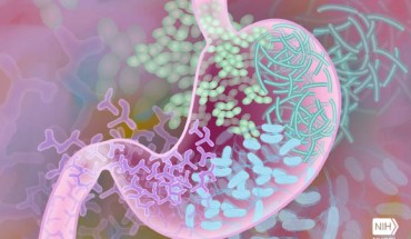 Kennedy et al. found that fetal gut colonization of healthy term infants does not occur before birth. Image credit: Darryl Leja, National Human Genome Research Institute, National Institutes of Health.