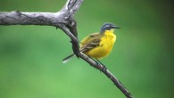 The western yellow wagtail (Motacilla flava), a small passerine bird in the family Motacillidae. Image credit: Sci-News.com.