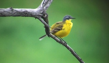 The western yellow wagtail (Motacilla flava), a small passerine bird in the family Motacillidae. Image credit: Sci-News.com.