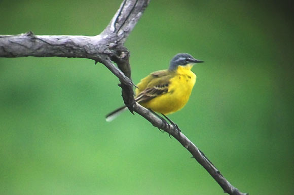 The western yellow wagtail (Motacilla flava), a small passerine bird in the family Motacillidae. Image credit: Sci-News.com.