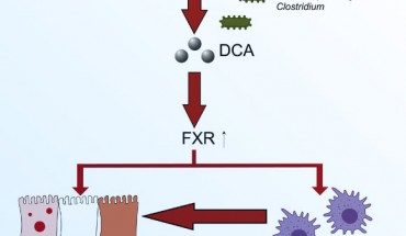 Diet-induced obesity results in Paneth cell dysfunction in humans and mice. Image credit: Liu et al., doi: 10.1016/j.chom.2021.04.004.