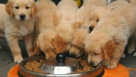 Dog owners and their pets diet together. Image credit: Jagd Prinzessin.