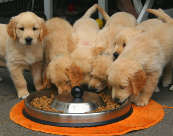 Dog owners and their pets diet together. Image credit: Jagd Prinzessin.