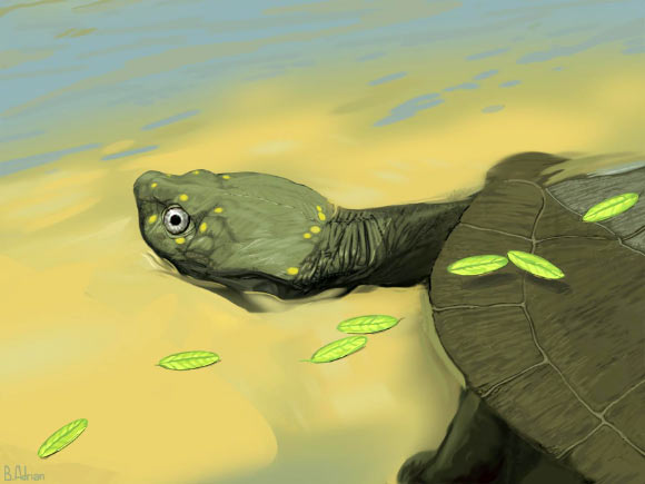 Life reconstruction of Pleurochayah appalachius. Image credit: Brent Adrian / Midwestern University.