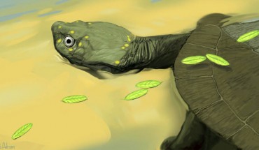 Life reconstruction of Pleurochayah appalachius. Image credit: Brent Adrian / Midwestern University.