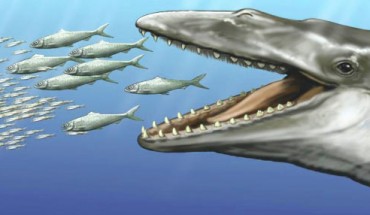An artist’s reconstruction of Aetiocetus weltoni. Image credit: C. Buell.