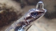 Semi-aquatic anoles live along Neotropical streams and frequently dive for refuge, remaining underwater for up to 16 minutes. Image credit: Lindsey Swierk.