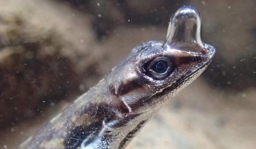 Semi-aquatic anoles live along Neotropical streams and frequently dive for refuge, remaining underwater for up to 16 minutes. Image credit: Lindsey Swierk.