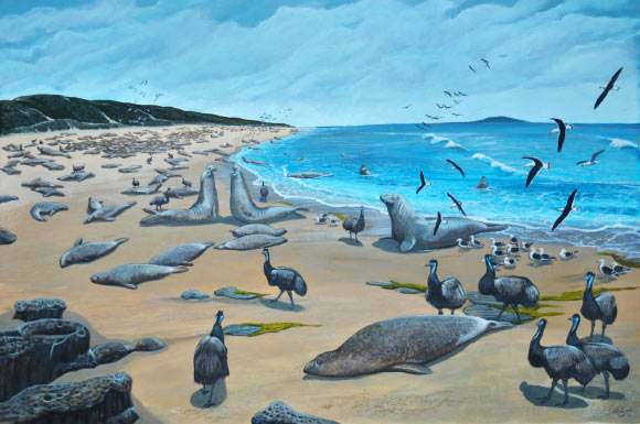Reconstruction of Sea Elephant Bay circa 1802, with southern elephant seals and King Island emus. Image credit: Julian Hume.
