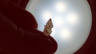 An ancient Toalean tool. Image credit: Perston et al., doi: 10.1371/journal.pone.0251138.