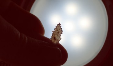 An ancient Toalean tool. Image credit: Perston et al., doi: 10.1371/journal.pone.0251138.