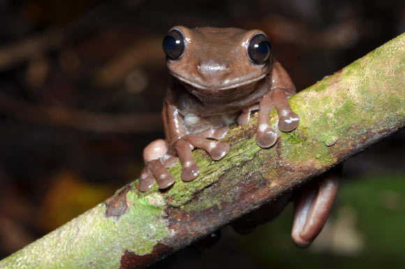 Litoria mira. Image credit: Steve Richards.