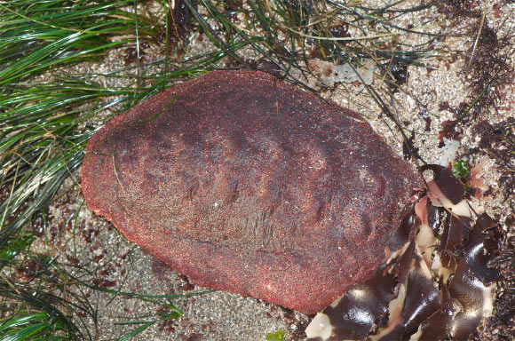 Cryptochiton stelleri. Image credit: Jerry Kirkhart.