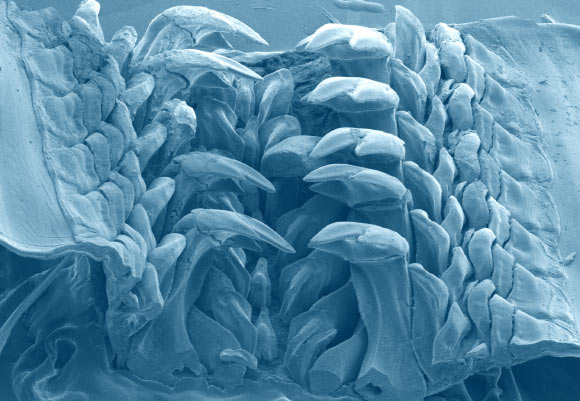 SEM image of the anterior end of the radula with mature teeth of Cryptochiton stelleri. Image credit: Northwestern University.