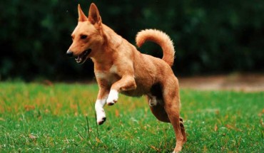 The Basenji dog (Canis lupus familiaris).