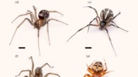 Photographs of worker ants of Myrmica rubra (a), Lasius niger (b) and Camponotus modoc (c) that were used to prepare test stimuli, and of subadult female spiders of Steatoda grossa (d), Latrodectus hesperus (e), Eratigena agrestis (f) and Araneus diadematus (g) that were tested in lab experiments. Scale bar - 1 mm. Image credit: Fischer et al., doi: 10.1098/rsos.210279.